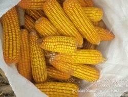 Program 1 Polisi 1 Ha Polres Simalungun Panen Raya Jagung 30 Rante, Dukung Ketahanan Pangan 100 Hari Kerja Presiden