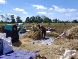 Dukung Swasembada Pangan Nasional, Babinsa Desa Slumbung Dampingi Petani Panen Padi