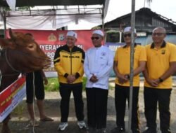 Jelang Haul ke – 6 KH. Ahmad Zuhdiannor, Kapolda Kalsel Serahkan Dua Sapi Limosin untuk Konsumsi Jemaah